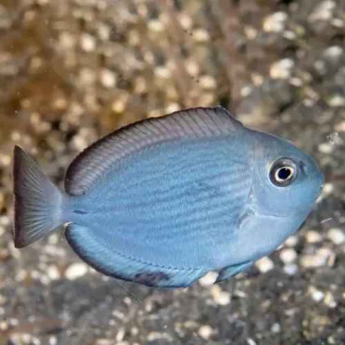 Acanthurus Mata M-size