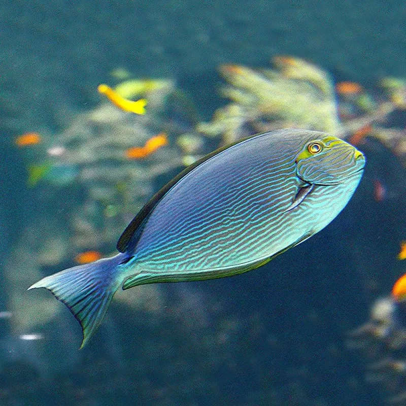 Acanthurus Mata M-size Acanthurus Mata M-size
