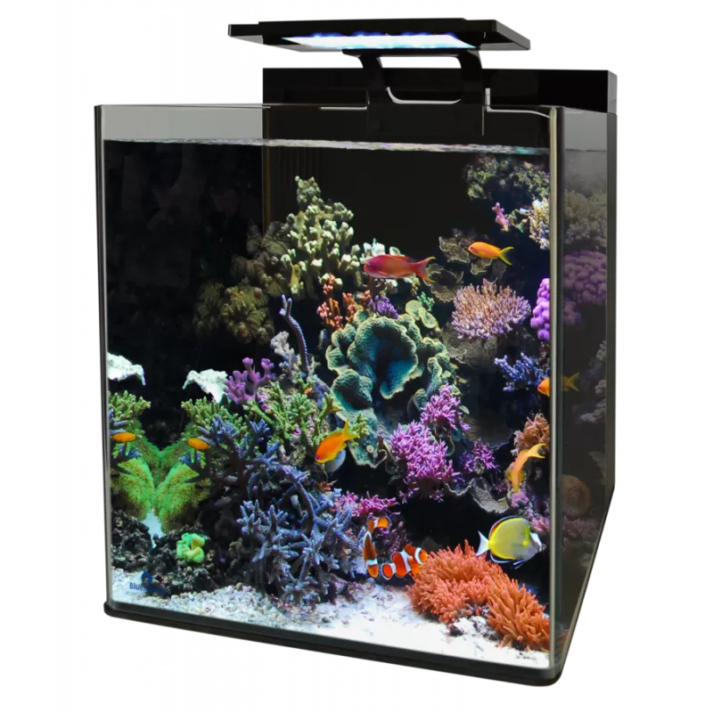 Blue marine reef 90 aquarium Blue marine reef 90 aquarium