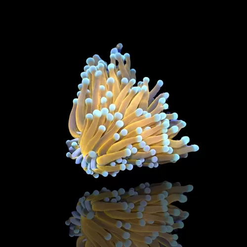 Euphyllia glabrescens Ultra Orange per kop