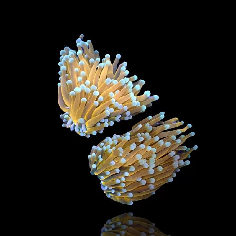 Euphyllia glabrescens Ultra Orange per kop Euphyllia glabrescens Ultra Orange per kop