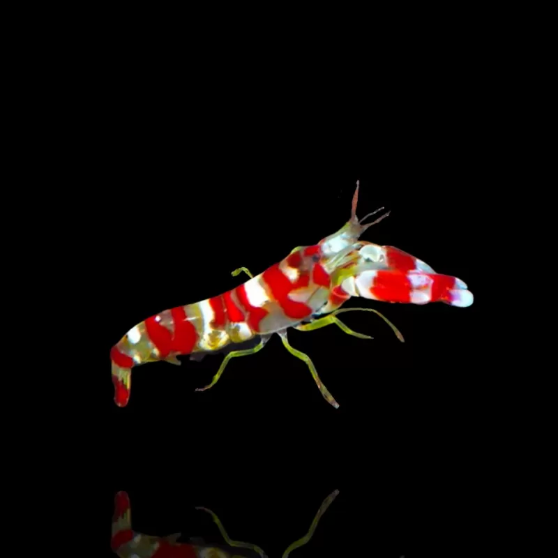 Alpheus sp Alpheus sp