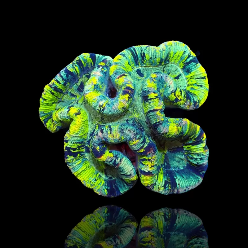 Trachyphyllia geoffroyi A grade Australie Trachyphyllia geoffroyi A grade Australie