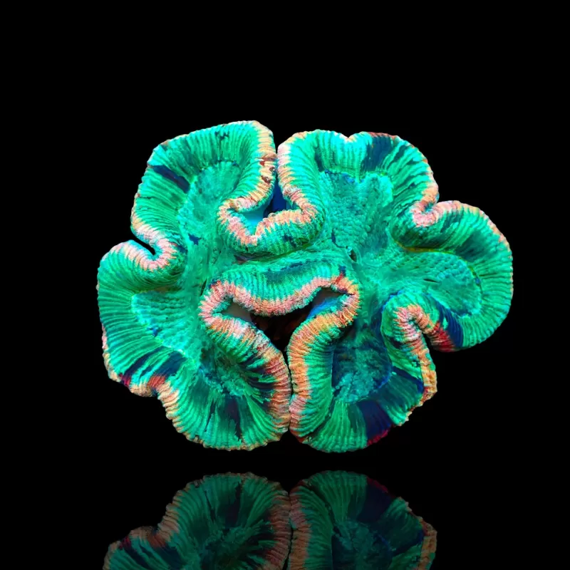 Trachyphyllia geoffroyi A grade Australie Trachyphyllia geoffroyi A grade Australie