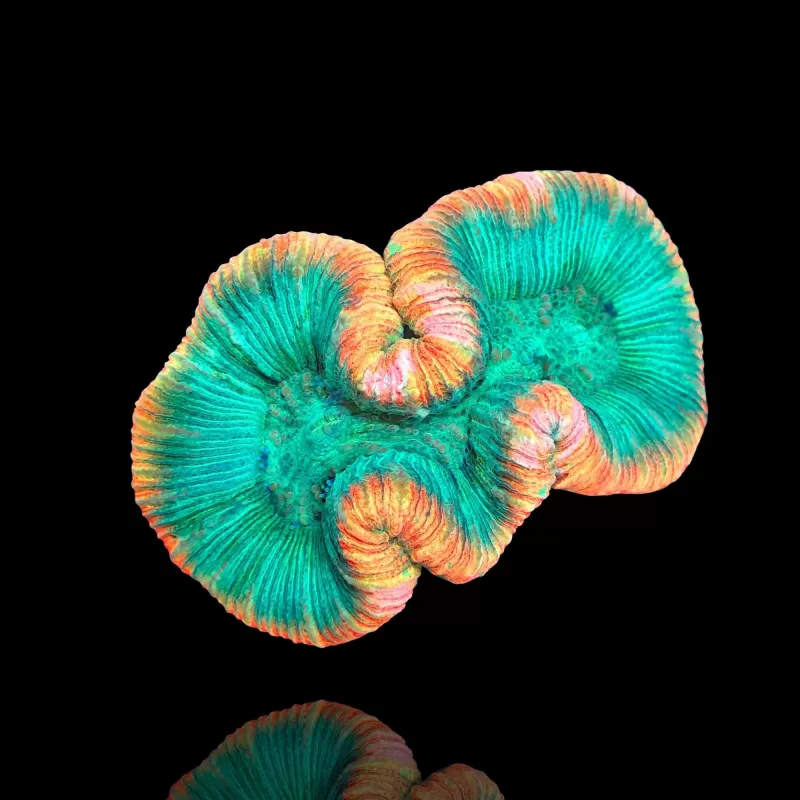 Trachyphyllia geoffroyi ultra Australie Trachyphyllia geoffroyi ultra Australie