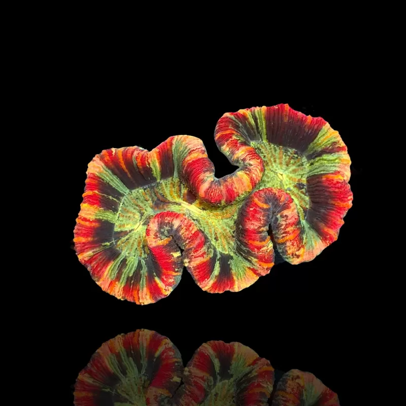 Trachyphyllia geoffroyi ultra Australie Trachyphyllia geoffroyi ultra Australie