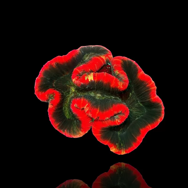 Trachyphyllia geoffroyi ultra red rim Australie Trachyphyllia geoffroyi ultra red rim Australie