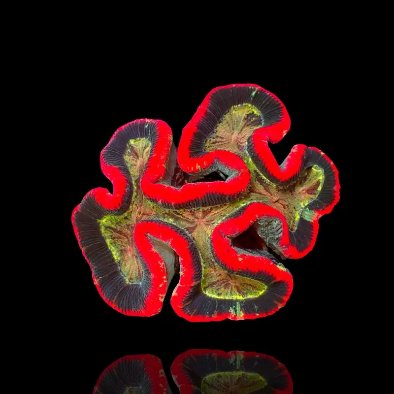 Trachyphyllia geoffroyi ultra red rim Australie Trachyphyllia geoffroyi ultra red rim Australie