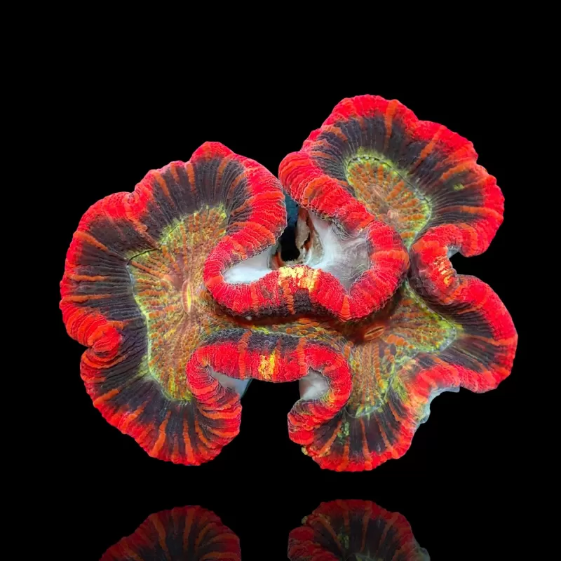 Trachyphyllia geoffroyi ultra red rim Australie Trachyphyllia geoffroyi ultra red rim Australie