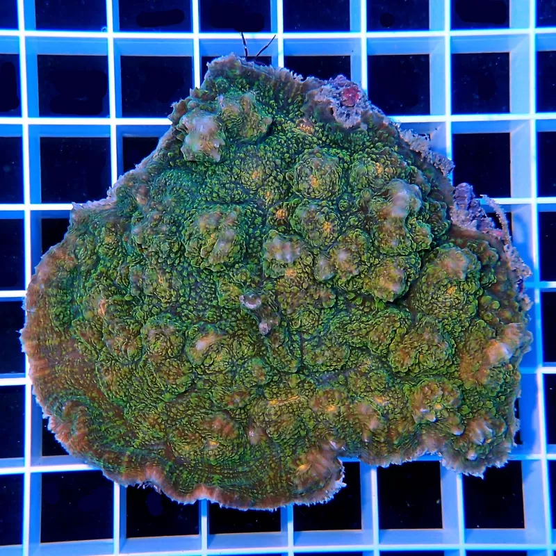 Echinophyllia spp Assorted M size Echinophyllia spp Assorted M size