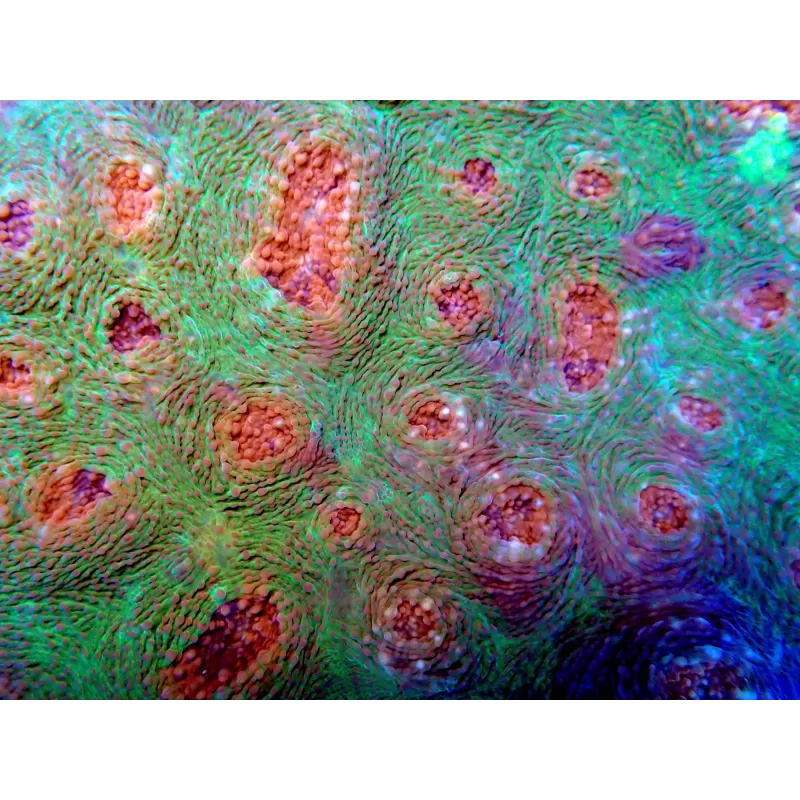 Echinophyllia spp Assorted M size Echinophyllia spp Assorted M size