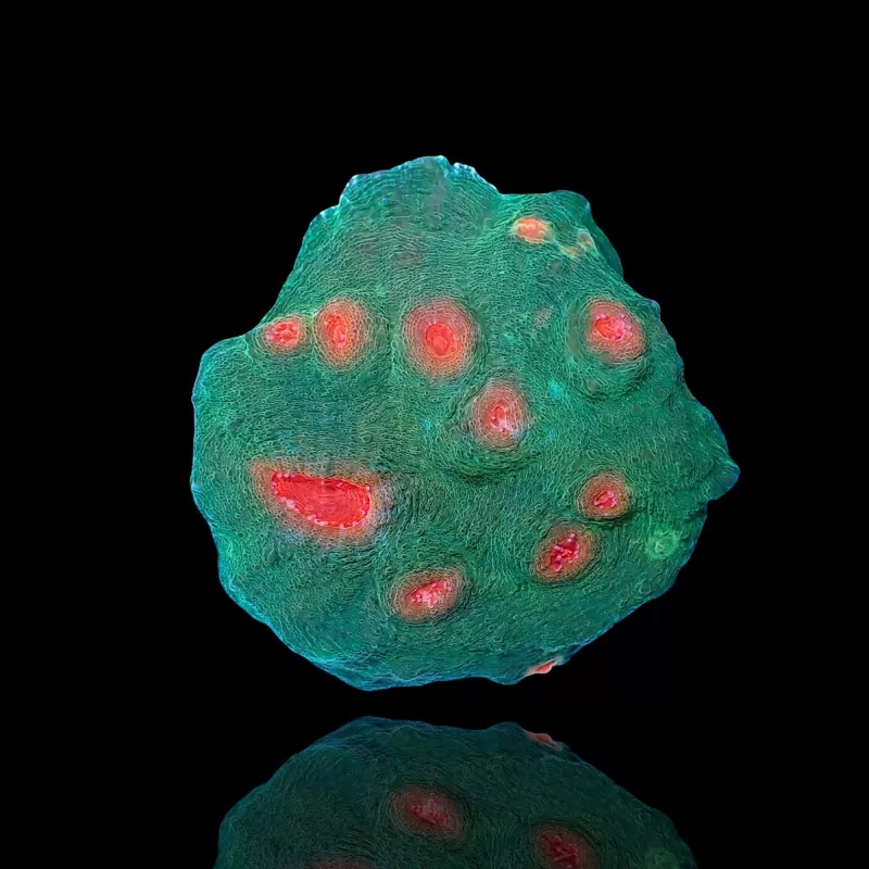 Echinophyllia spp Assorted M size Echinophyllia spp Assorted M size
