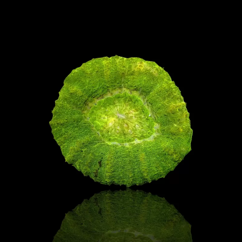 Scolimia australis assorted Australie Scolimia australis assorted Australie