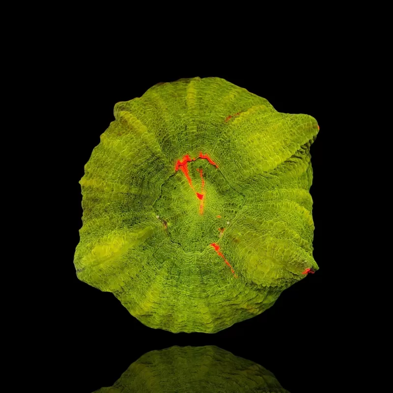 Scolimia australis assorted Australie Scolimia australis assorted Australie