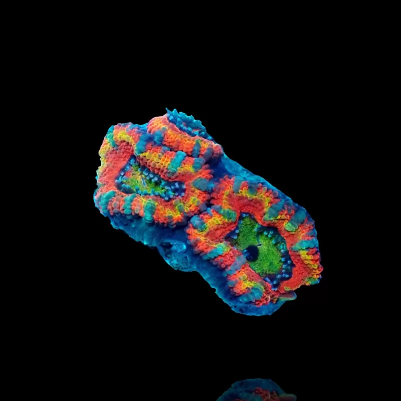 Acanthastrea Lordhowensis Ultra Rainbow S size Australie Acanthastrea Lordhowensis Ultra Rainbow S size Australie