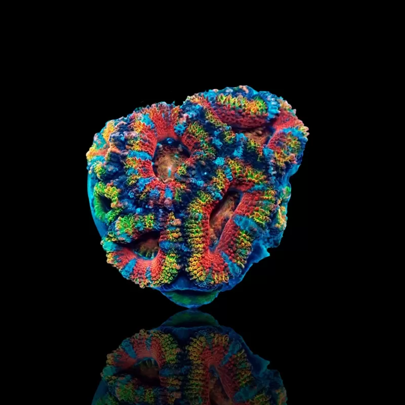 Acanthastrea Lordhowensis Ultra Rainbow S size Australie Acanthastrea Lordhowensis Ultra Rainbow S size Australie