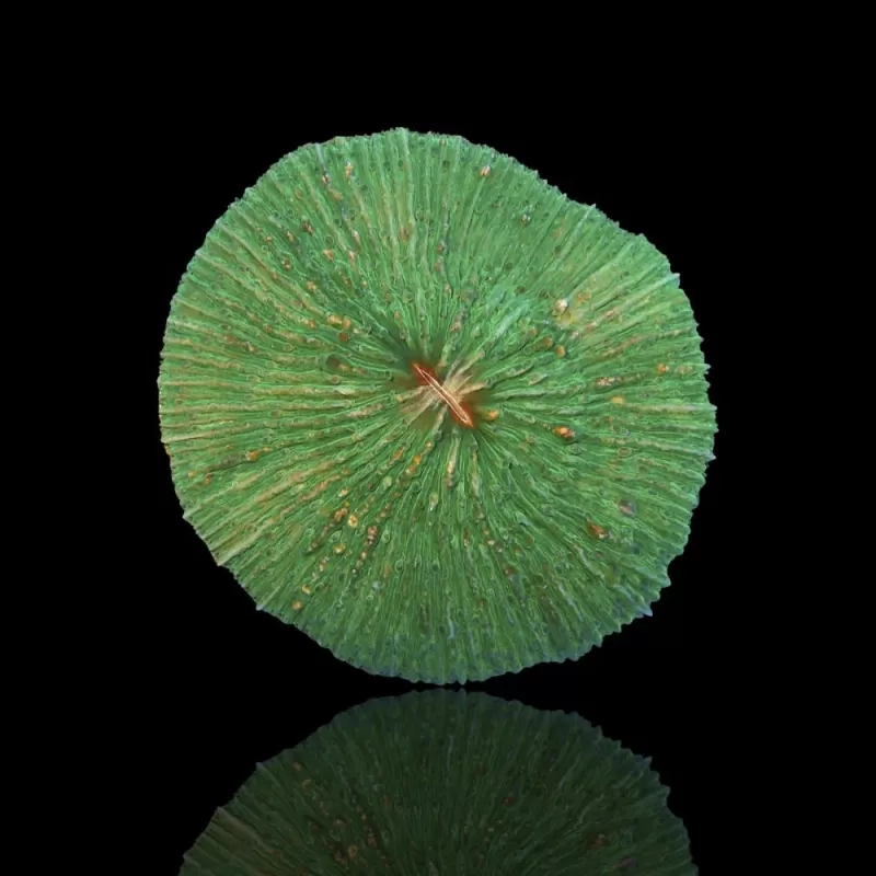 Fungia sp Australie Fungia sp Australie