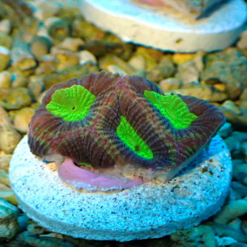 Favites Pentagona Alien Eye Australie S-size (frag) Favites Pentagona Alien Eye Australie S-size (frag)