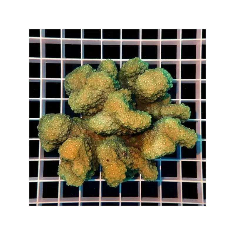 Pocillopora green XL Pocillopora green XL