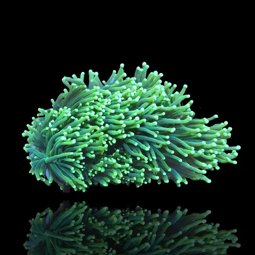 Euphyllia glabrescens toxic green per kop