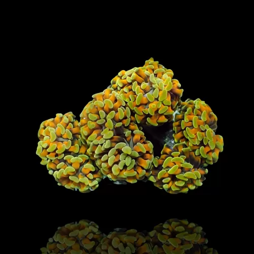 Euphyllia paraancora Gold per Head