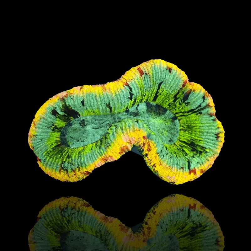Trachyphyllia geoffroyi Premium Australie Trachyphyllia geoffroyi Premium Australie