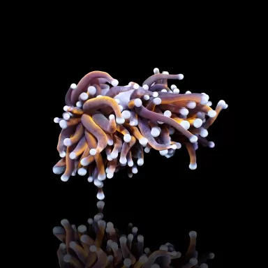Euphyllia Glabrescens Copper per head Euphyllia Glabrescens Copper per head