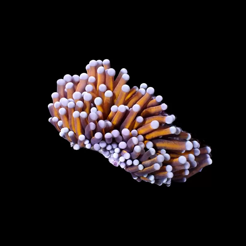 Euphyllia Glabrescens Copper per head