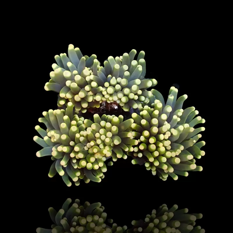 Euphyllia Cristata per head Euphyllia Cristata per head