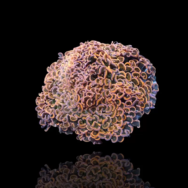 Euphyllia Ancora Master Orange L size Euphyllia Ancora Master Orange L size