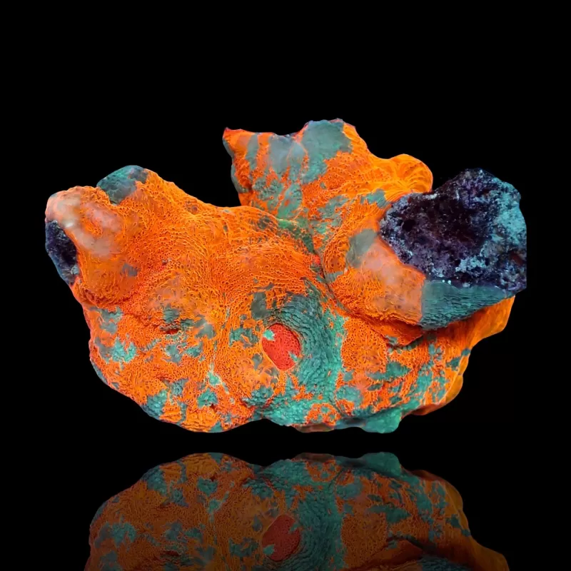 Echinophyllia Ultra Orange M L size Echinophyllia Ultra Orange M L size