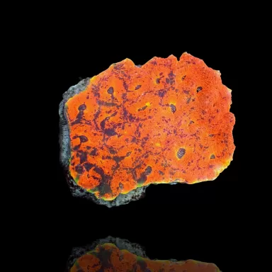 Echinophyllia Ultra Orange M L size