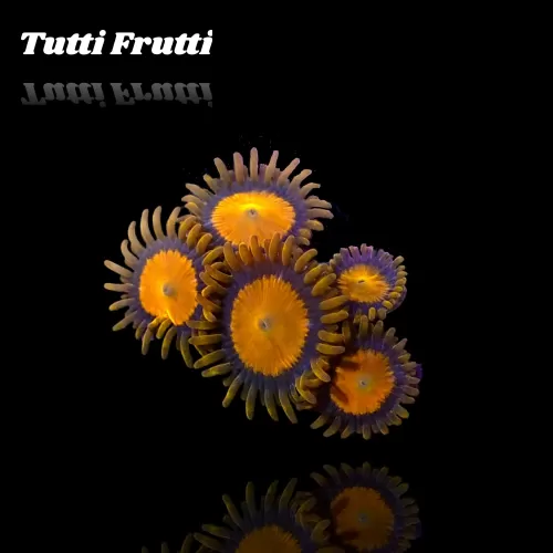 Zoanthus Tutti Frutti Frag S size