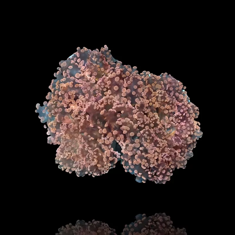Euphyllia Divisa Orange M L size Euphyllia Divisa Orange M L size
