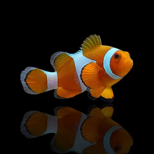 Amphiprion Occelaris L