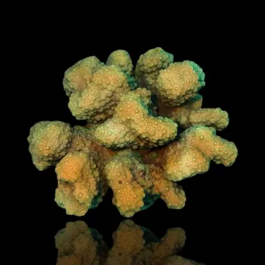 Pocillopora green XL