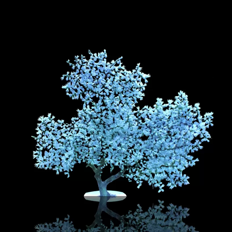 Acalycigorgia sp blue sea fan XL size Acalycigorgia sp blue sea fan XL size