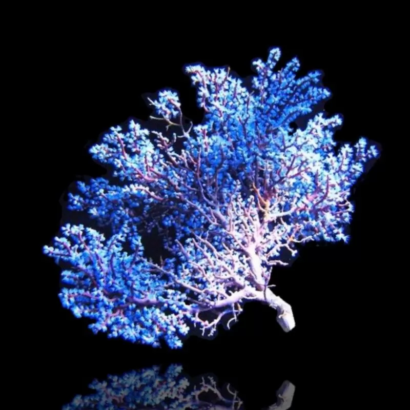 Acalycigorgia sp blue sea fan XL size Acalycigorgia sp blue sea fan XL size