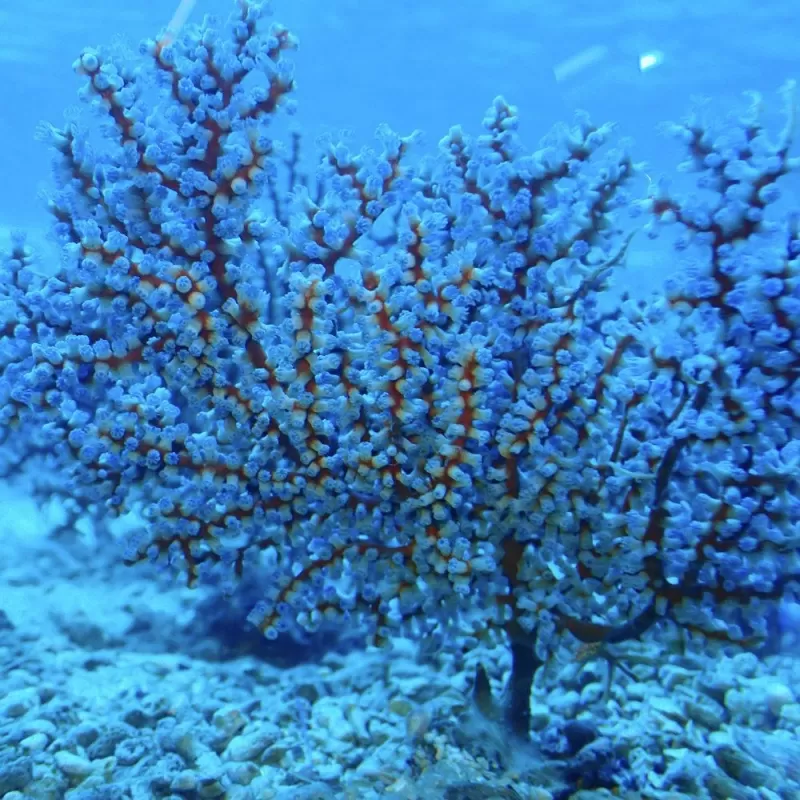 Acalycigorgia sp blue sea fan XL size Acalycigorgia sp blue sea fan XL size
