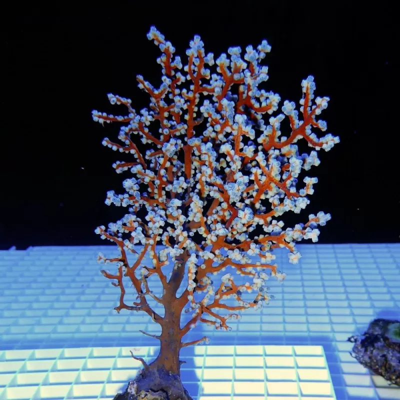 Acalycigorgia sp blue sea fan XL size Acalycigorgia sp blue sea fan XL size