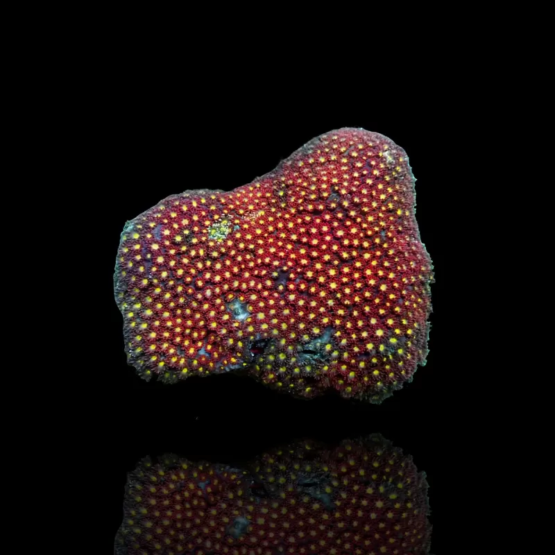 Goniopora sp red yellow M size Goniopora sp red yellow M size
