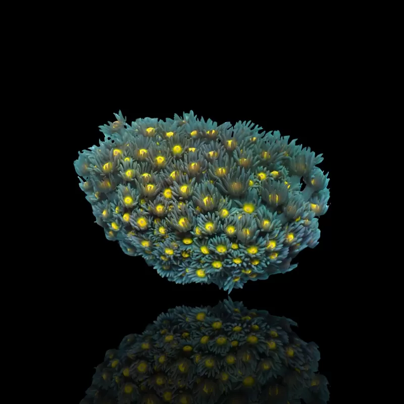 Goniopora Sp Orange Heart M size Goniopora Sp Orange Heart M size