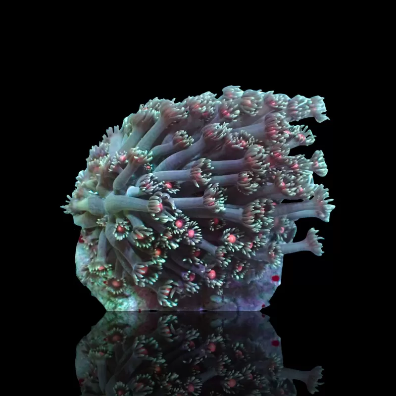 Goniopora Sp Red Heart M size Goniopora Sp Red Heart M size