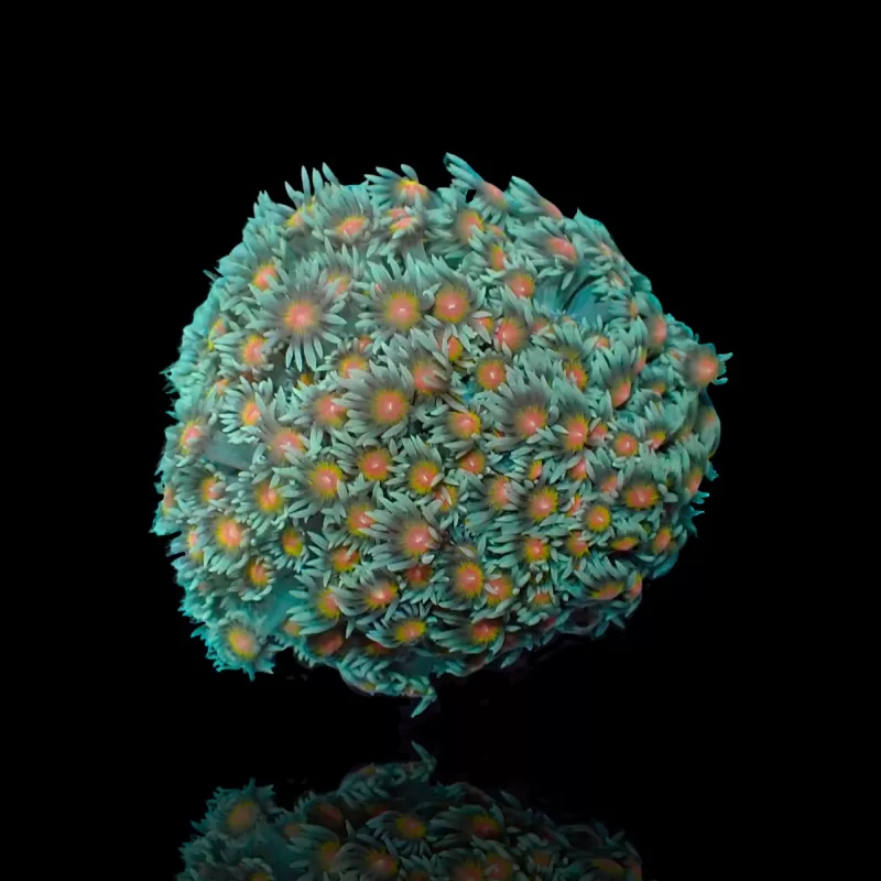Goniopora Sp Red Heart M size Goniopora Sp Red Heart M size