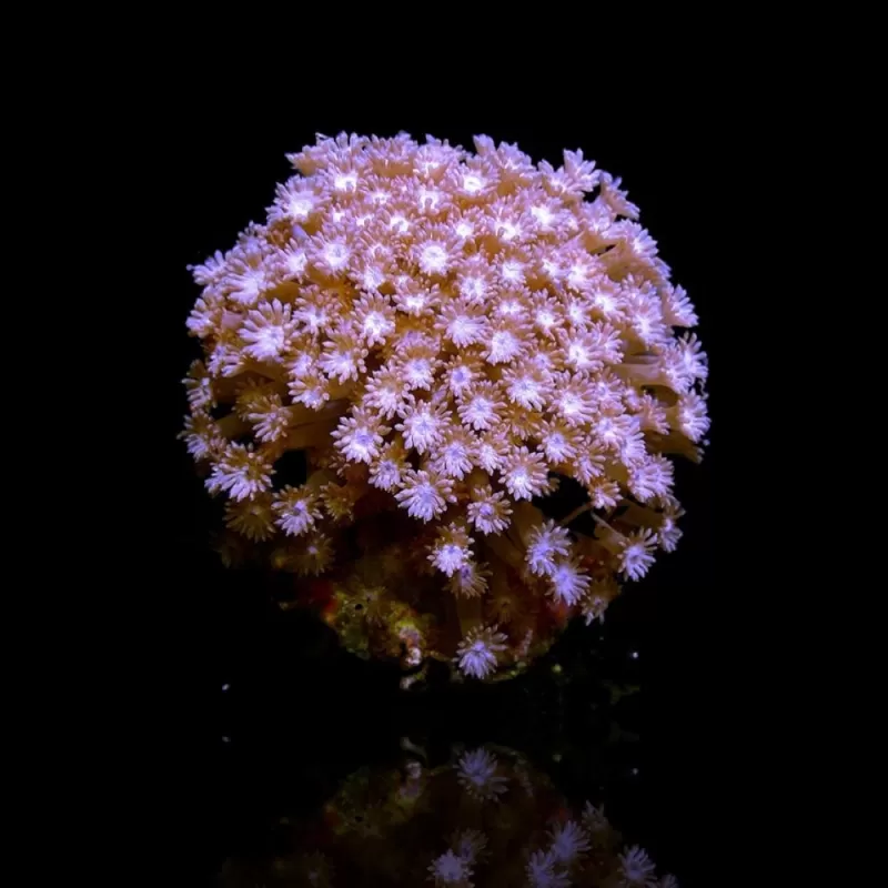 Goniopora Tenuidens Purple Goniopora Tenuidens Purple