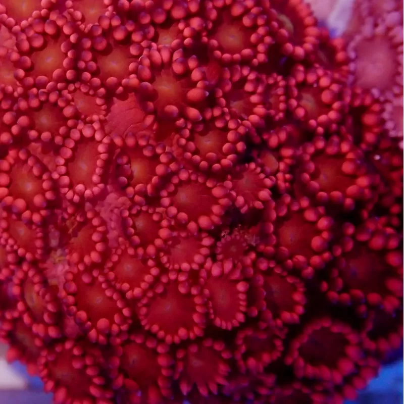 Goniopora sp Australie Red (M) Goniopora sp Australie Red (M)