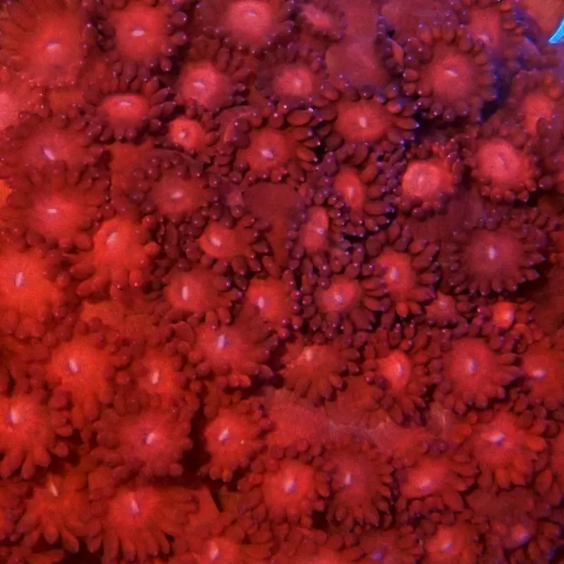 Goniopora sp Australie Red (M) Goniopora sp Australie Red (M)