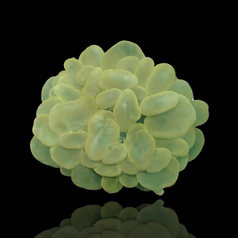 Plerogyra Sinuosa Green L size Plerogyra Sinuosa Green L size