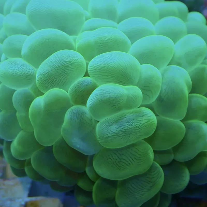 Plerogyra Sinuosa Green L size Plerogyra Sinuosa Green L size