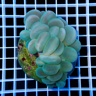 Plerogyra Sinuosa Green L size